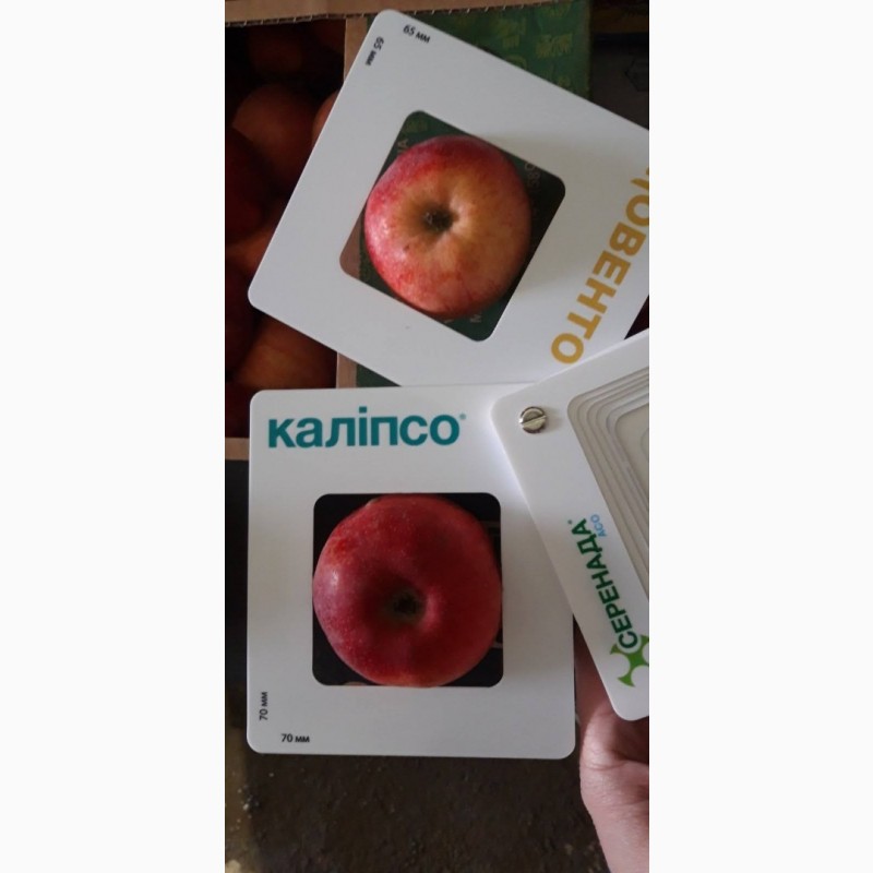 Фото 13. Продам яблоки с Украины от прозводителя