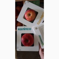 Продам яблоки с Украины от прозводителя