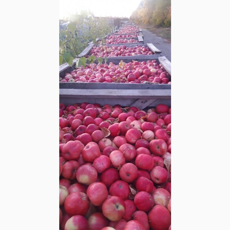 Фото 14. Продам яблоки с Украины от прозводителя