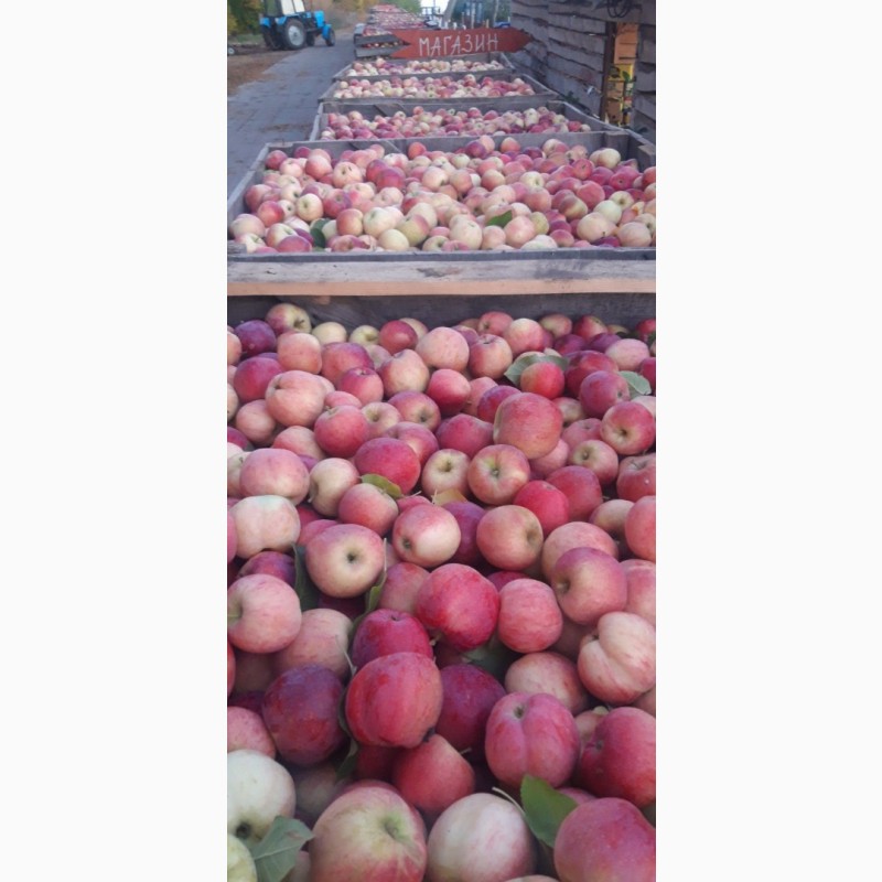 Фото 15. Продам яблоки с Украины от прозводителя