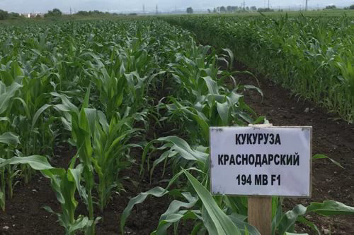 Фото 5. Краснодарский 194МВ, F1, РФ, урожай 2021г., удостоверения о качестве семян