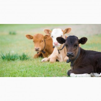 Закупаем быков, коров, лошадей живым и убойным весом, у населения и организаций
