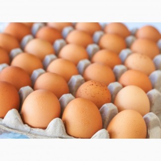 Качественные куриные яйца