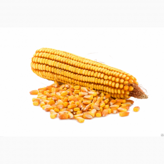 Семена кукурузы Каскад 195 СВ