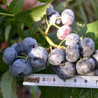 Продам ягоды голубики садовой сорта «Блюкроп»