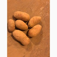 Картофель - Большой объём - лучшее качество в Белоруссии
