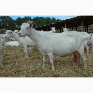 Продам козы зааненские чешские альпийские также есть бараны