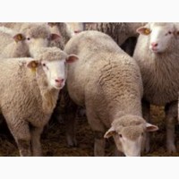 Продам козы зааненские чешские альпийские также есть бараны