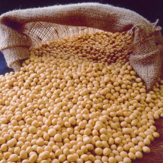 Фирма Yukon Transit закупит зерно сои ГМО и без ГМО на ЭКСПОРТ