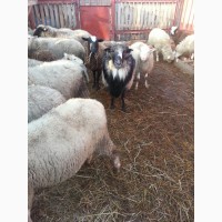 Продаю овец и барана