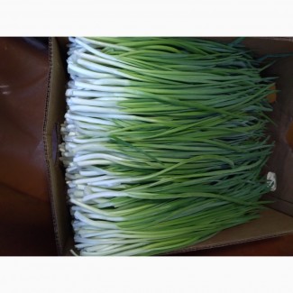 Продам зеленый лук перо, собственное производство, отличного качесства