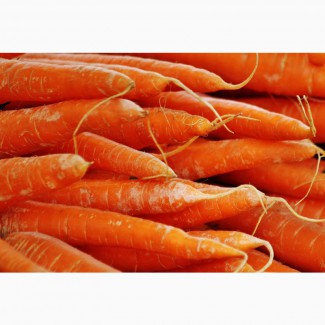 Морковь Торф