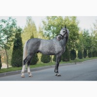Продам спортивную лошадь из Европы