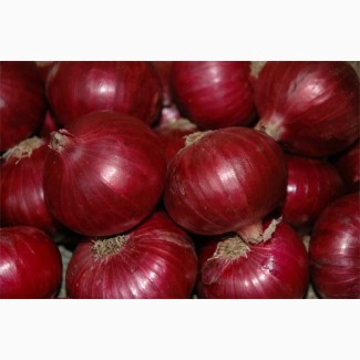 Selling Best Quality Exporter Of India Onion lt; +4536992142