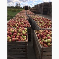 Белорусские яблоки по всей Беларуси и РФ