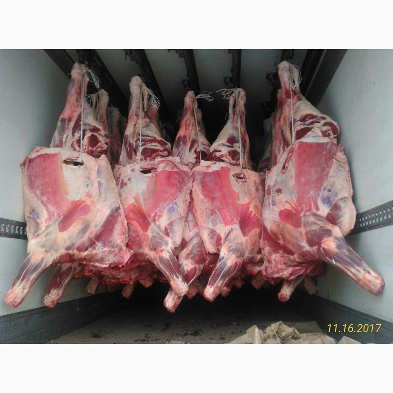 Фото 7. Закупаем на белорусию мясо блочное говядину