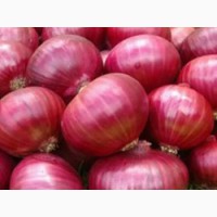 Selling Best Quality Onion for wholesale lt;+4536992142