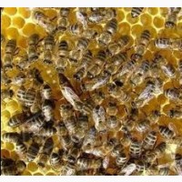 Продам 4 семьи пчел.цена договорная.минский район