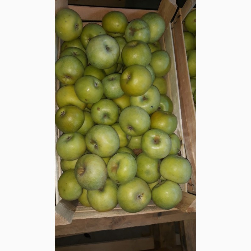 Фото 4. Продам яблоки с холдильика