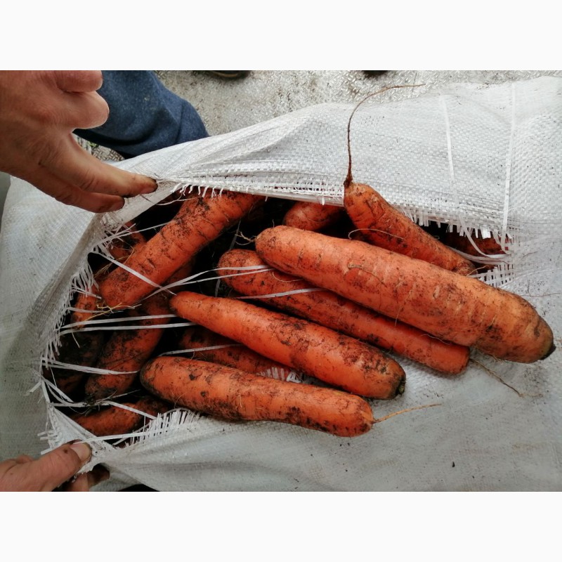 Фото 5. Продам продовольственный картофель, лук репчатый, морковь