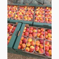 Опт персики, нектарин и абрикосы