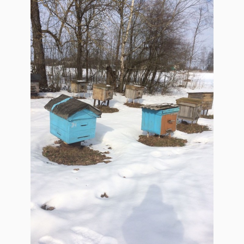 Фото 4. Продам пчелосемьи с улья и и без