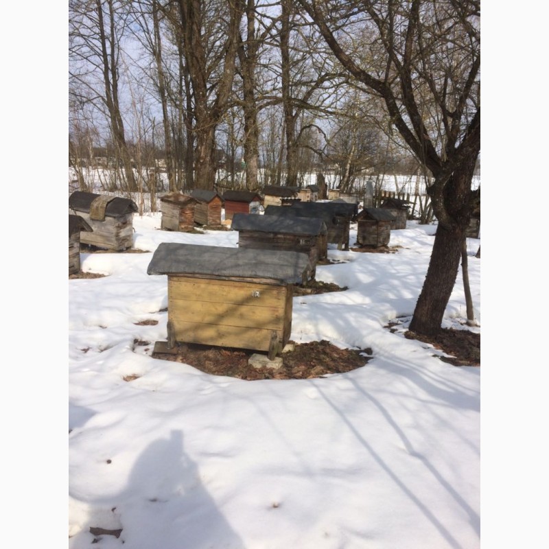Фото 5. Продам пчелосемьи с улья и и без
