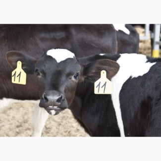 Продам бычков молочных до 100 кг Витебская область