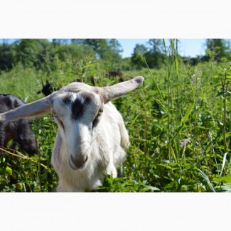 Распродаю стадо высокоудойных коз и козлят