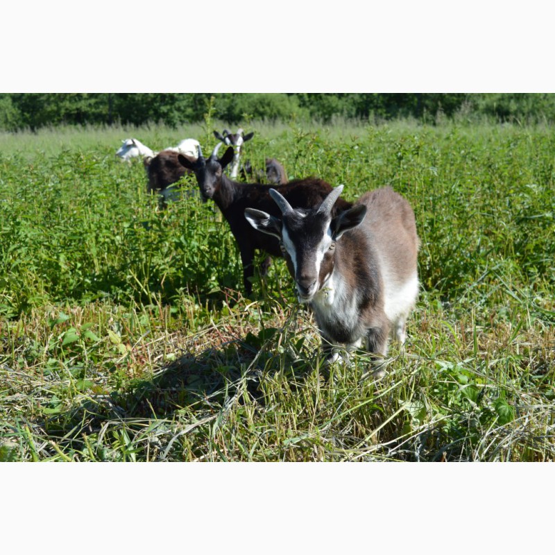 Фото 2. Распродаю стадо высокоудойных коз и козлят
