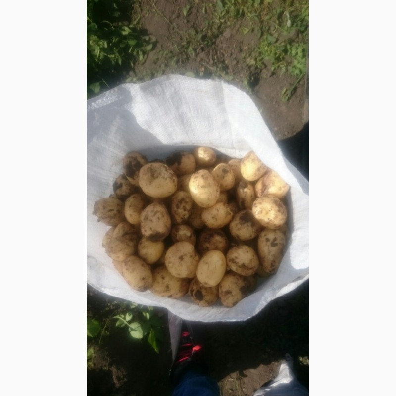 Продам молодой картофель оптом с Украины сорт Ривьера