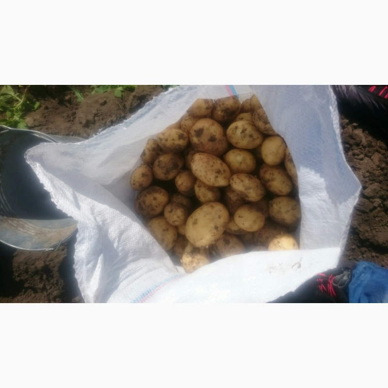 Фото 2. Продам молодой картофель оптом с Украины сорт Ривьера