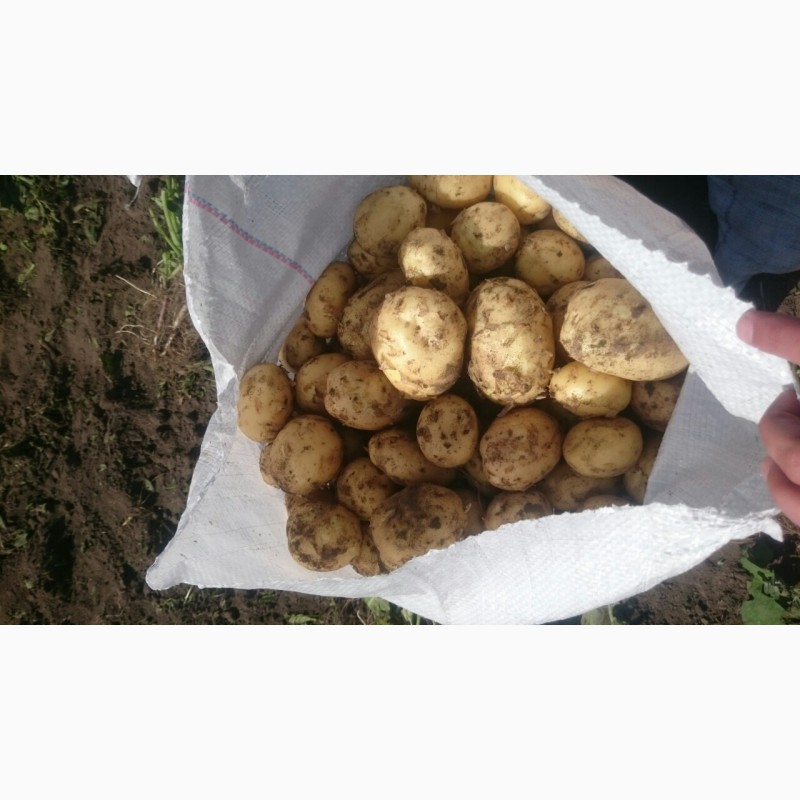 Фото 3. Продам молодой картофель оптом с Украины сорт Ривьера