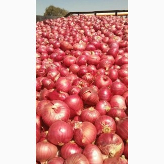 Sell Quality Exporter Of Onion lt; +4536992142