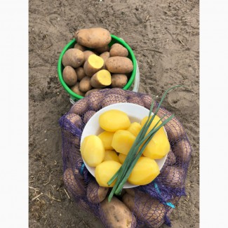 Продам продовольственный картофель, сорт «Скарб»