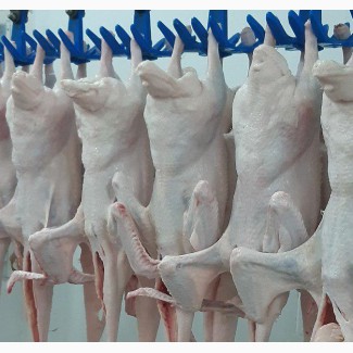 Мясо утки, утенка и субпродукты от производителя