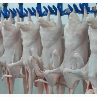 Мясо утки, утенка и субпродукты от производителя