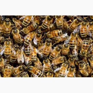 Продам отводки, пчелопакет, пакеты, семьи, пчел, матки Buckfas, линия B611 от Jos Guth