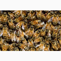 Продам отводки, пчелопакет, пакеты, семьи, пчел, матки Buckfas, линия B611 от Jos Guth