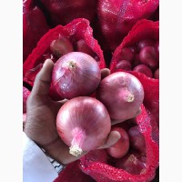 Marketable Best Grade Onion for world market lt; +4536992142