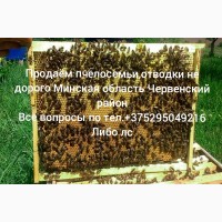 Продам семьи пчёл и отводки
