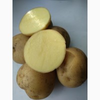 Картофель на экспорт от производителя