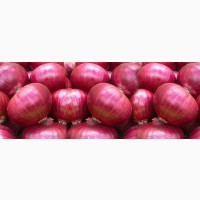 Selling 100% Grade fresh Onion lt; +45 36 99 01 82