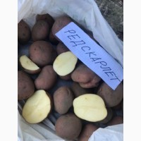Продам продовольственный картофель сорт Гала, Вега, Редскарлет в небольших обьемах