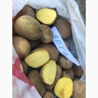 Продам продовольственный картофель сорт Гала, Вега, Редскарлет в небольших обьемах