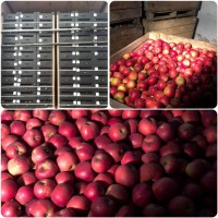 Яблоки экспортного качества