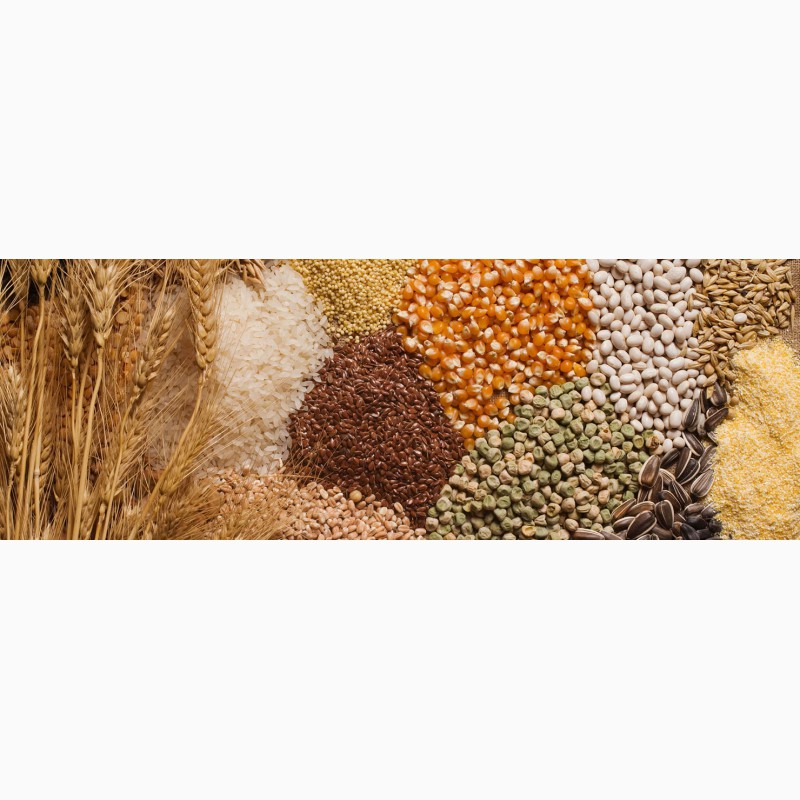 Фото 2. Пшеница, ячмень, кукуруза, горох, шрот 38-42 % прот., жмых 38% с доставкой из России. Опт