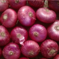 Marketable Fresh Onion Available On Stock lt; +4536992142