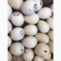 Инкубационное Яйцо Индейки Биг-6, Хайбрид Конвертер