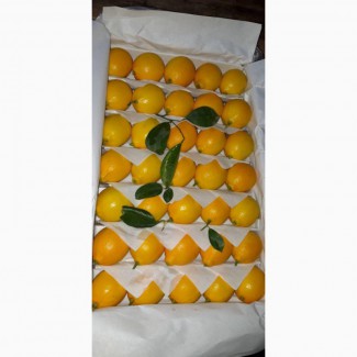 Лимон на Экспорт из Солнечного Узбекистана